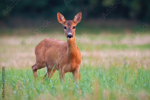 Roe deer, capreolus capreolus, doe standing on field in summer nature. Wild animal female looking to the camera on grassland. Herbivore mammal watching in countryside with copy space.