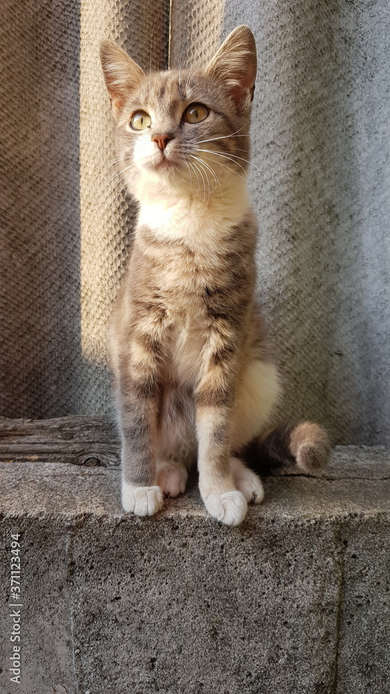 lovely ashy kitty sitting on the slate fence in summer lovely ashy kitty sitting on the slate fence in summer