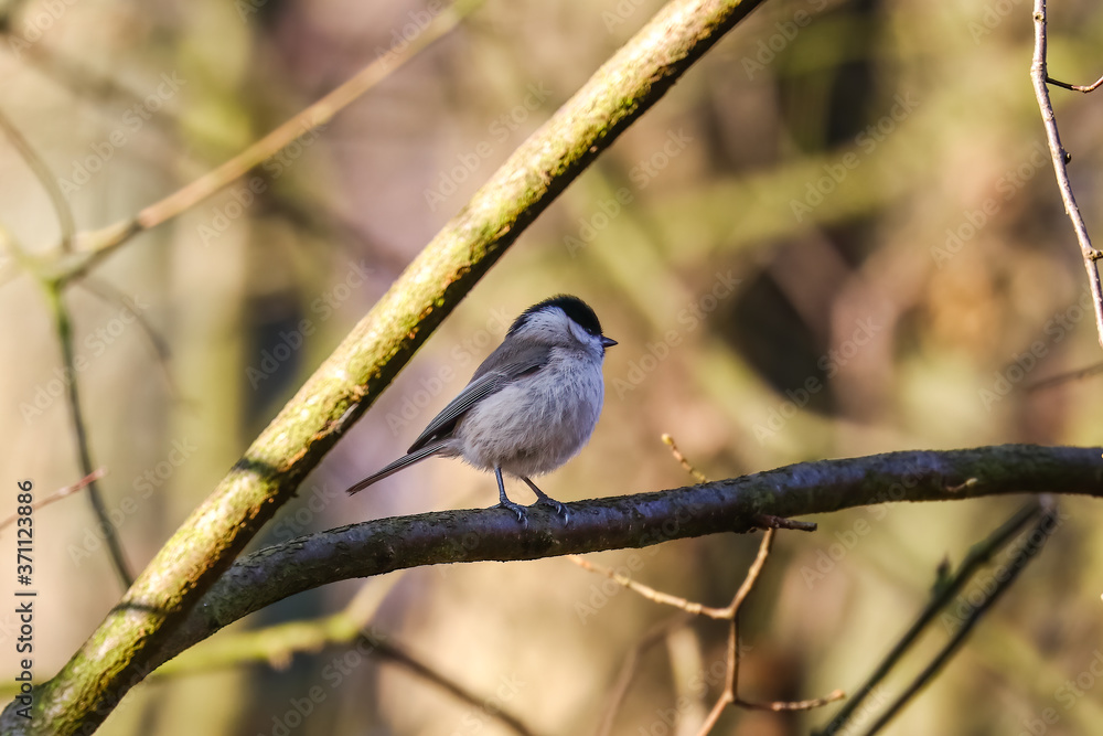 Sikorka czarnogłówka Poecile montanus na gałęzi Sikorka czarnogłówka Poecile montanus na gałęzi