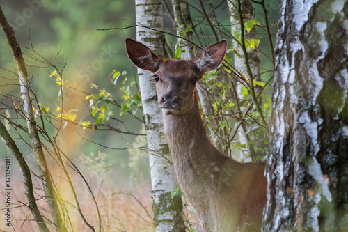 Fototapeta Naklejka Na Ścianę i Meble -  Młody jeleń Cervus elaphus na spacerze o świcie