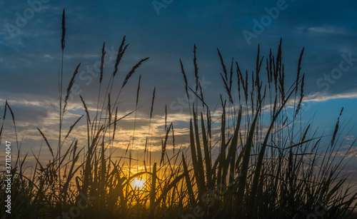 Silhouettes of field grasses on the background of the morning dawn sky