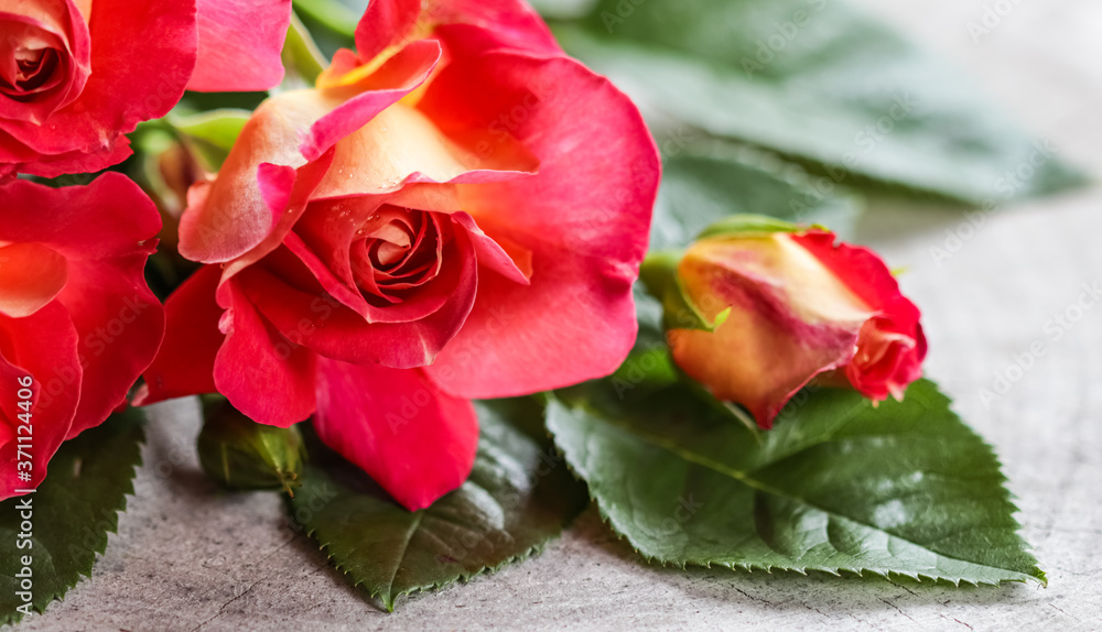Beautiful red yellow rose with water drops. Perfect for greeting card background. Beautiful red yellow rose with water drops. Perfect for greeting card background.