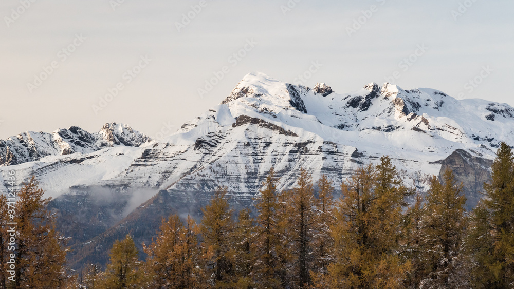 snow covered mountains with yellow pine trees in the foreground snow covered mountains with yellow pine trees in the foreground
