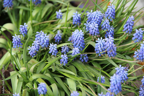 A blue-flowered lupine  bluebonnet on a background of green grass. Beautiful delicate photo of flowers for summer mood Stock photo for web and print with empty space for text and design.