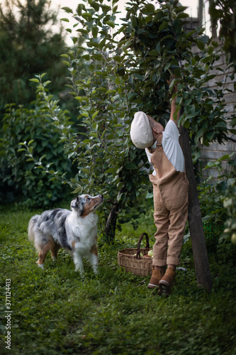 A boy in a cap and beige overalls together with a dog harvest apples. A small farmer works in an orchard. Australian Shepherd Blue Merle. Gardening and growing fruits.