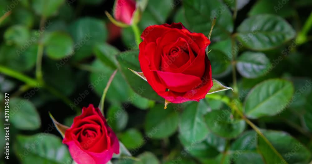 A red rose blooms. The bud opens and blooms into a large red flower. Time lapse of a blooming rose flower. Detailed macro time lapse of a blooming flower. Red rose blooming timelapse A red rose blooms. The bud opens and blooms into a large red flower. Time lapse of a blooming rose flower. Detailed macro time lapse of a blooming flower. Red rose blooming timelapse