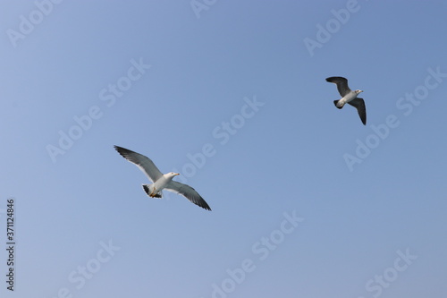 seagull in flight  summer sky