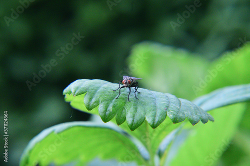 Sarcophagidae Fleischfliege auf Blatt