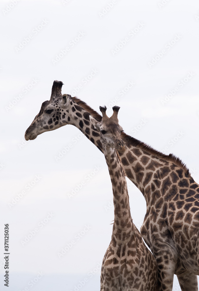 Obraz premium Giraffe is the tallest living terrestrial animal