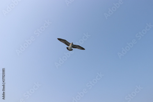 seagull in flight  summer sky