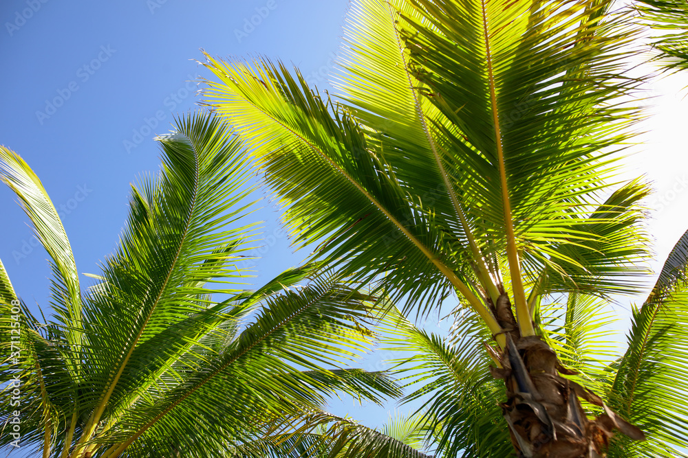 Naklejka premium Large green branches on coconut trees against the sky