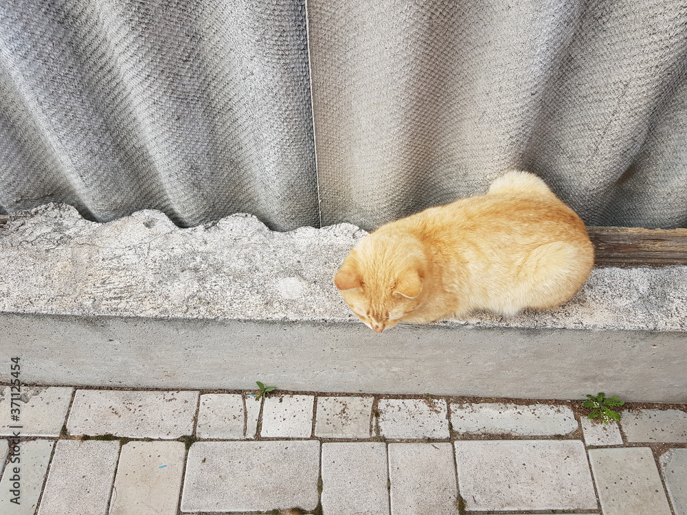 Fototapeta premium ginger cat resting on the old slate fence in summer