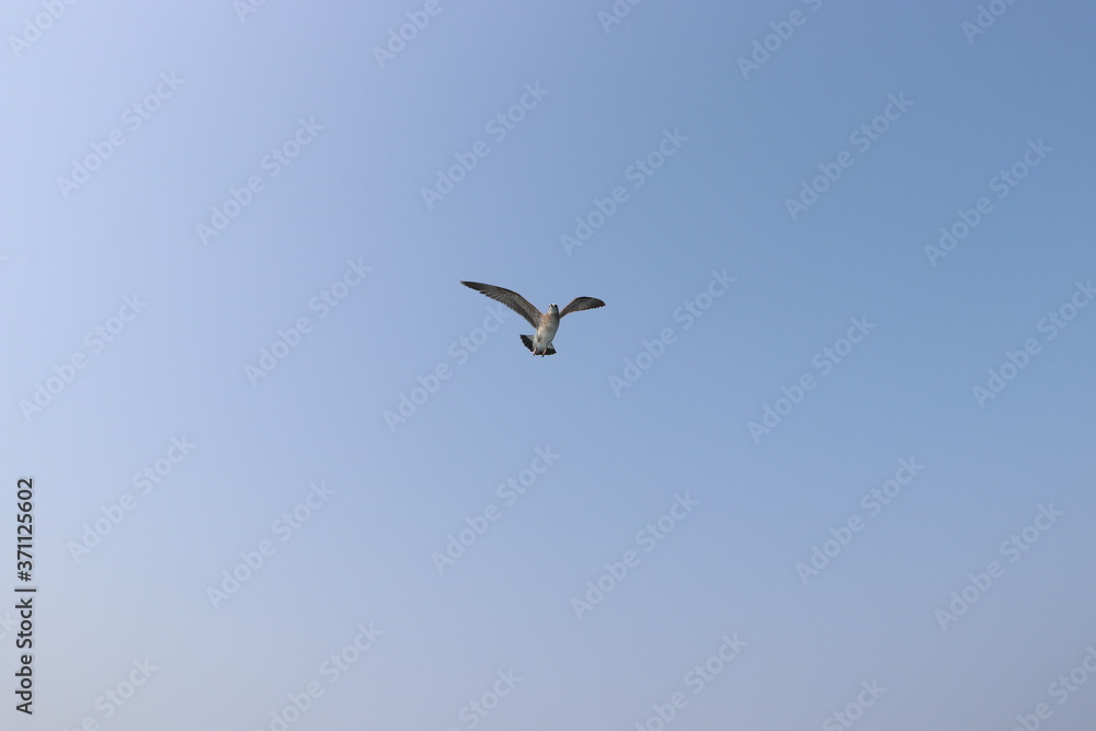 seagull in flight, summer sky