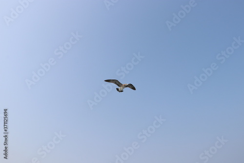 seagull in flight, summer sky © yulimleeyllee