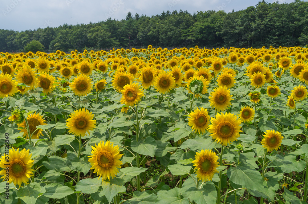 Fototapeta premium 山中湖村のひまわり畑