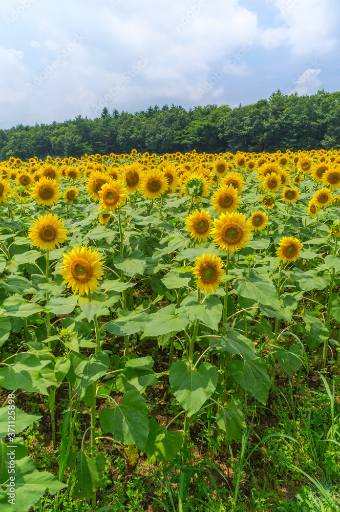 Obraz premium 山中湖村のひまわり畑