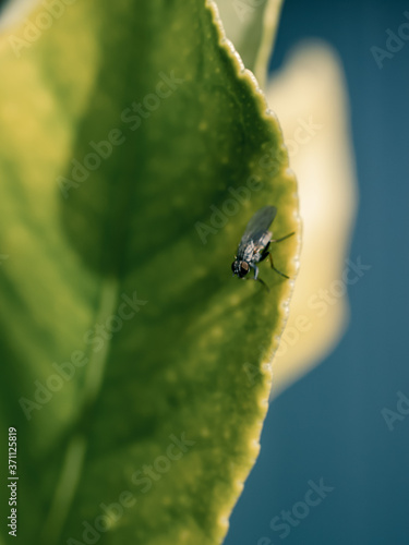 bug on a leaf © Thanh