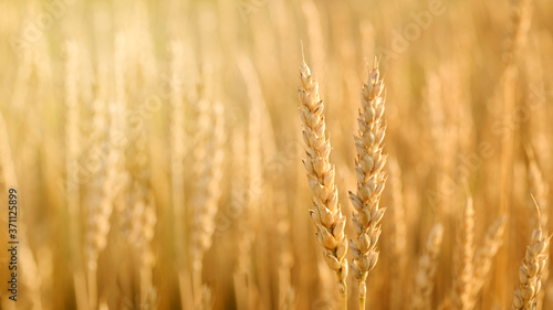 Wheat field. Ears of golden wheat closeup. Beautiful Nature Sunset Landscape. Rural Scenery under Shining Sunlight.  Rich harvest Concept.