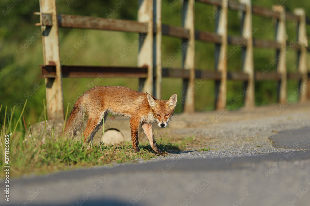 Fototapeta premium Traffic accidents with animals. A young fox on the road threatens traffic.