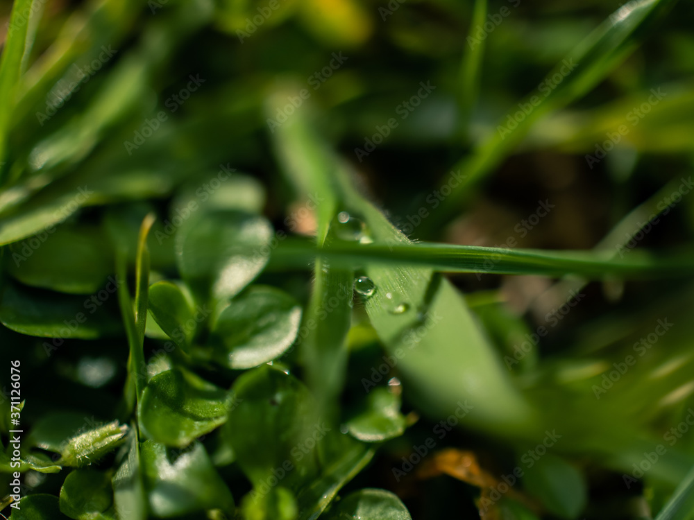 water drops on a green leaf water drops on a green leaf