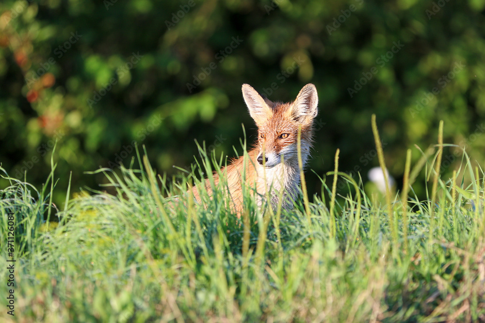 Young red fox (vulpes vulpes) looking for mice on meadow Young red fox (vulpes vulpes) looking for mice on meadow