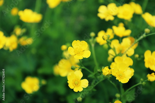 野に咲く黄色い花