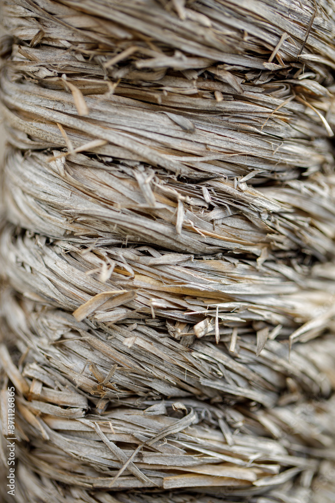 natural old dryish zoster or sea grass texture as a background natural old dryish zoster or sea grass texture as a background