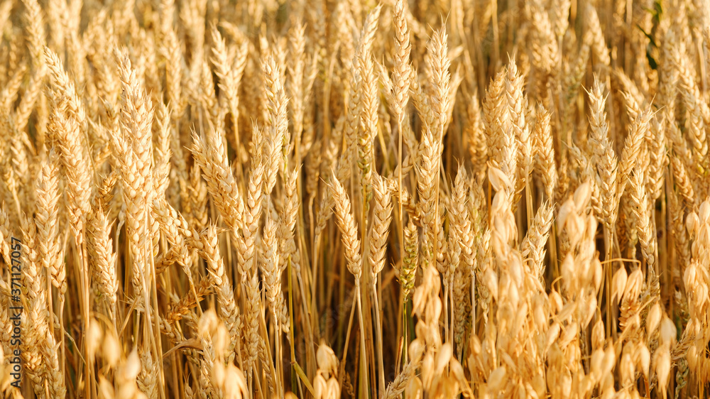 Wheat field. Ears of golden wheat closeup. Beautiful Nature Sunset Landscape. Rural Scenery under Shining Sunlight. Rich harvest Concept. Wheat field. Ears of golden wheat closeup. Beautiful Nature Sunset Landscape. Rural Scenery under Shining Sunlight. Rich harvest Concept.