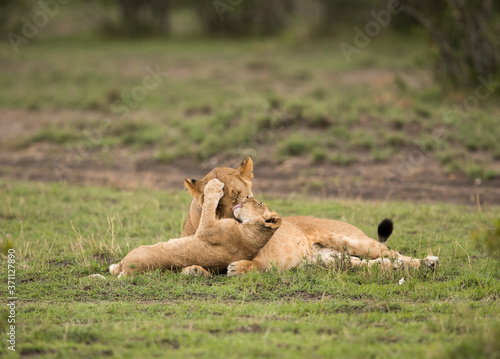 Lioness with her cub, Masai Mara, Kenya
