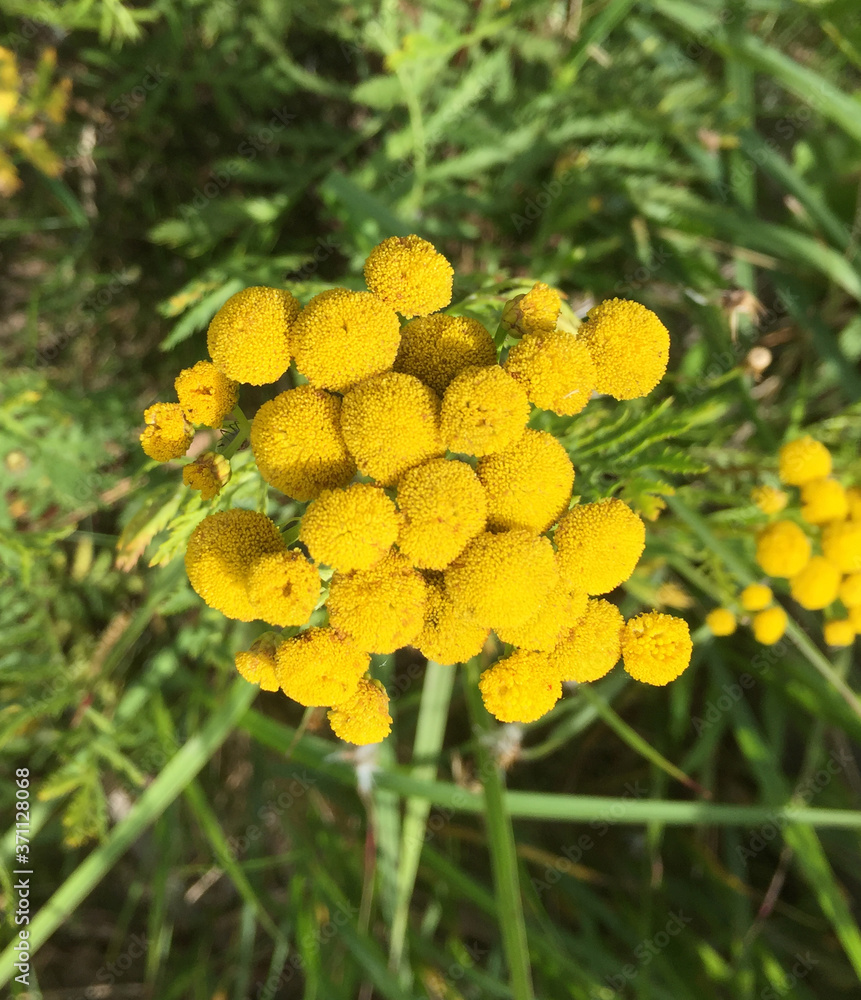 Tansy Tansy