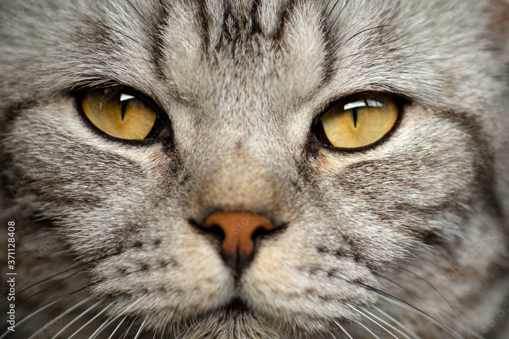 close-up portrait of a gray domestic cat, looking at the camera