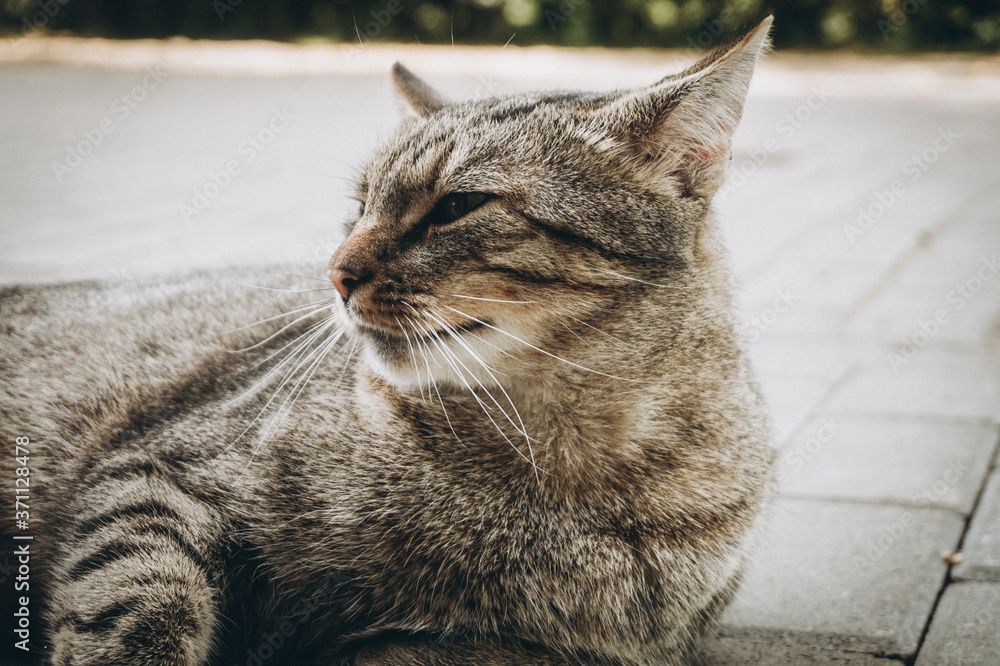 Obraz premium Domestic cat - horizontal photograph