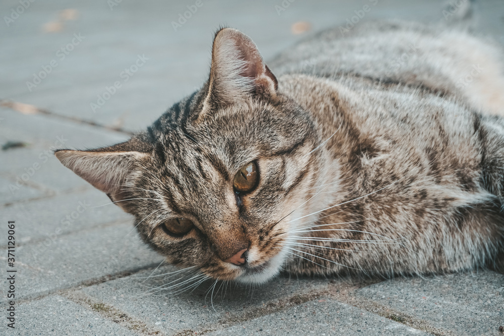 Domestic cat laying on a ground Domestic cat laying on a ground