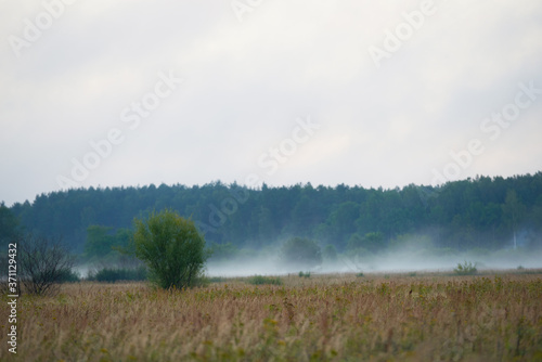 on the edge of the forest against the background of a green meadow and dramatic clouds in the sky. Fog over the fields at the Red sunrise. photo of a natural landscape in summer early in the morning