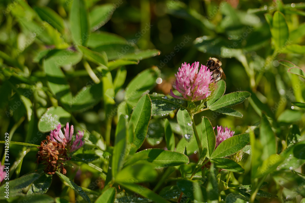 on a vast green field grow fragrant summer red flowers on a vast green field grow fragrant summer red flowers