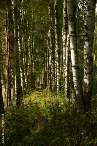 Beautiful summer forest with various trees