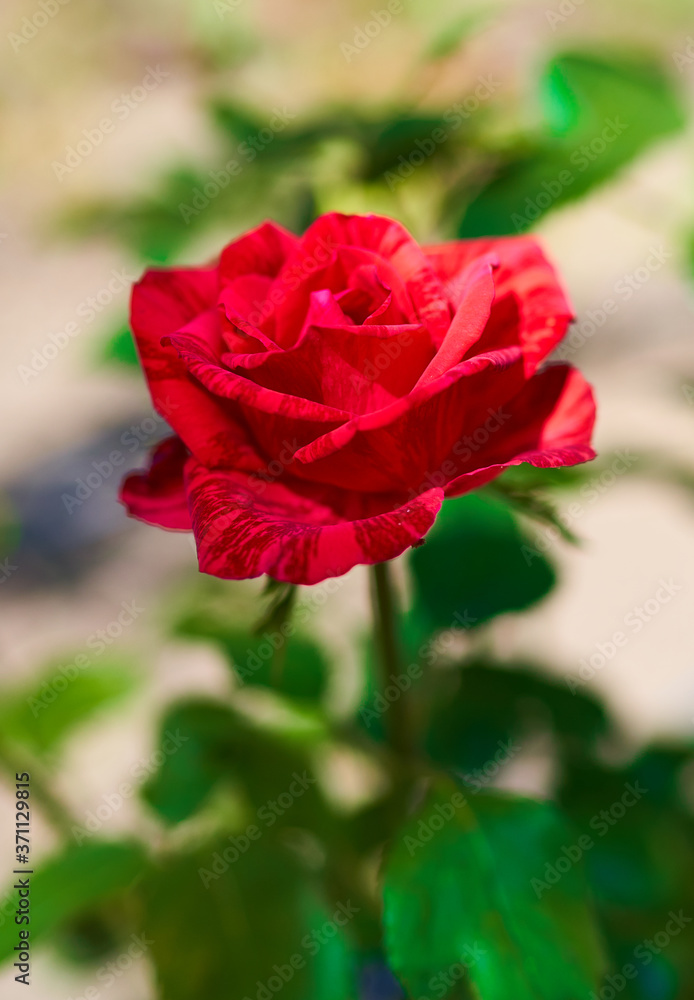 red rose flower close-up on green background red rose flower close-up on green background