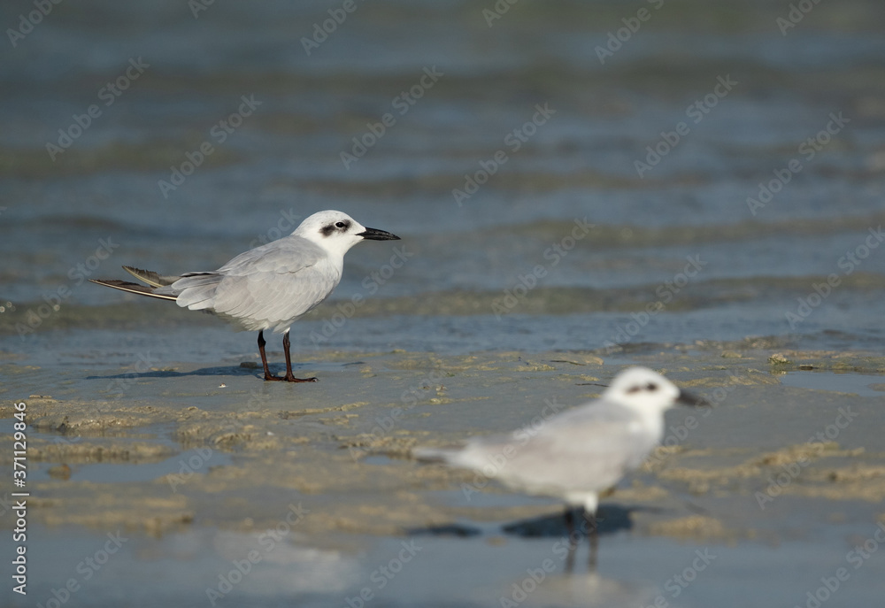A pair of Gull-billed tern at Busaiteen coast, Bahrain A pair of Gull-billed tern at Busaiteen coast, Bahrain