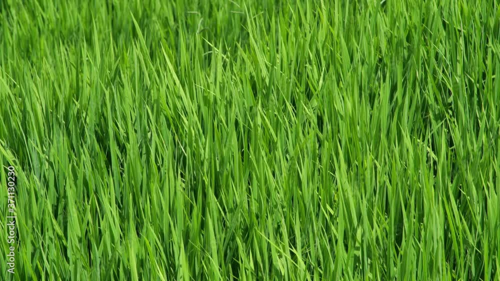 Growing rice in the field Growing rice in the field