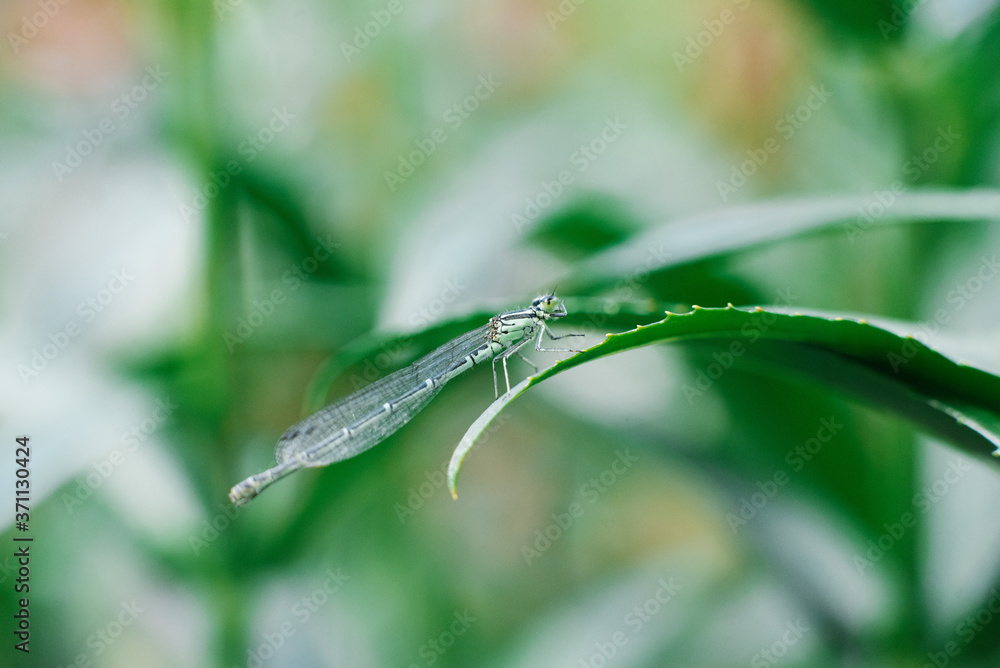 Dragonfly arrow green sitting on a leaf of grass Dragonfly arrow green sitting on a leaf of grass