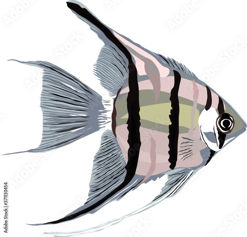 Vector of angel fish on white background