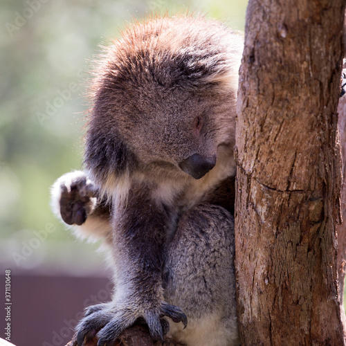 Canvas Print Australian Koala in a wildlife sanctuary.