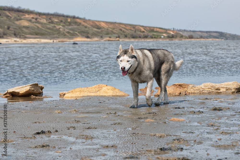 A mature Siberian Husky male is walking on the beach. The male has wet grey & white fur and blue eyes. The surface is brown sand, clay. There some yellow rocks and water in the background.. A mature Siberian Husky male is walking on the beach. The male has wet grey & white fur and blue eyes. The surface is brown sand, clay. There some yellow rocks and water in the background..
