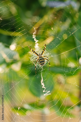 Spider argiope bruennichi on the web in the garden