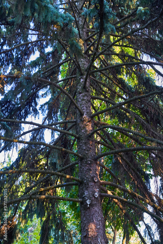 Fototapeta premium fragments of pine trees in a country forest