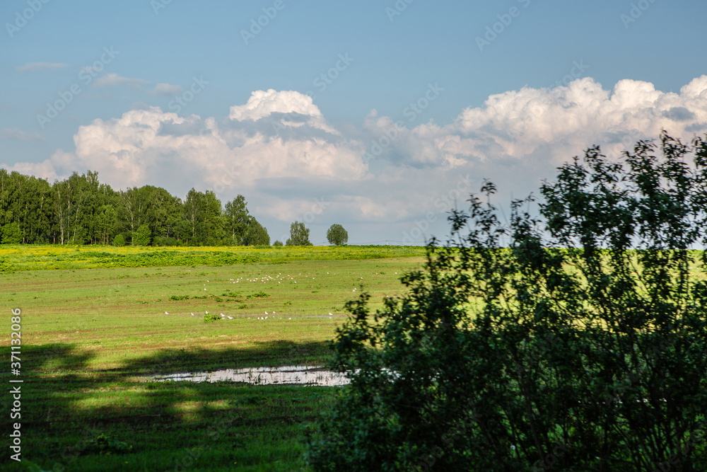 Landscape of meadow, forest and clouds - obrazy, fototapety, plakaty 