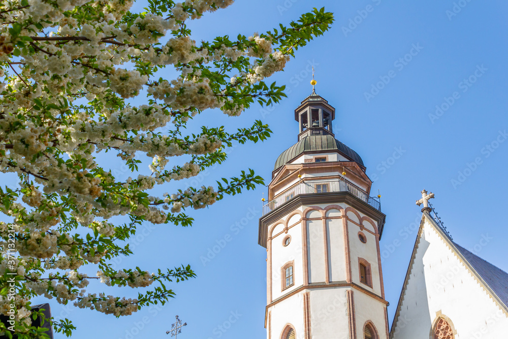 Kirschblüten im Frühling vor der Leipziger Thomaskirche.