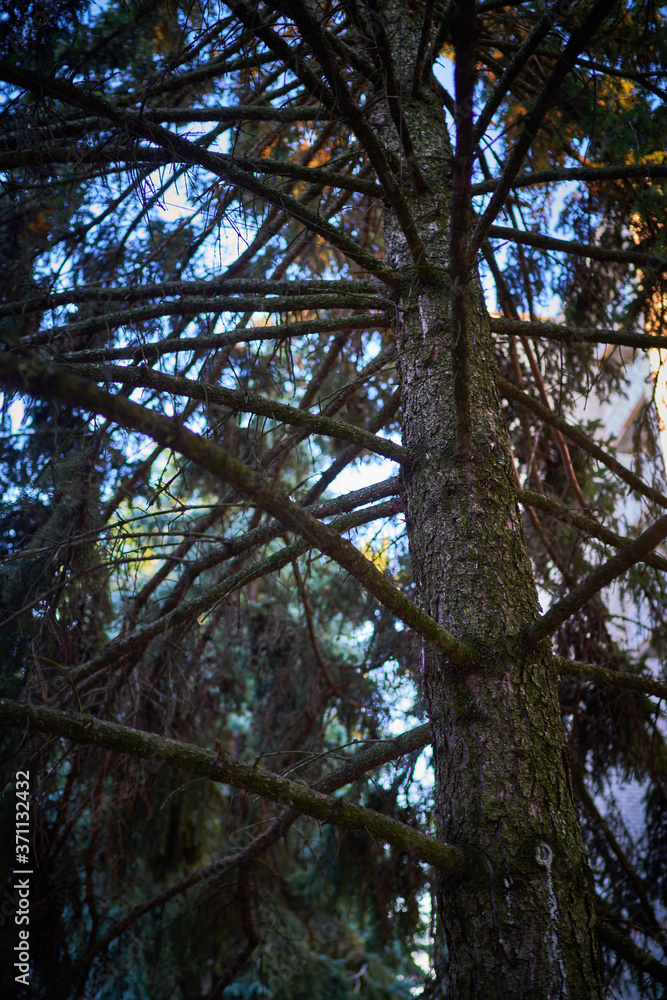 Fototapeta premium fragments of pine trees in a country forest