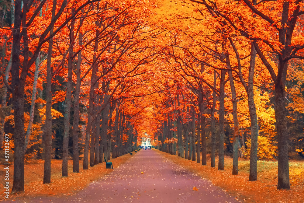 Fototapeta premium Alley of orange-red maples in the park walking path in perspective.