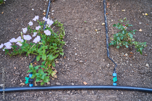 drip irrigation of flowers in the garden on a flower bed